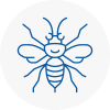 Taunton Hornet Nest Removals