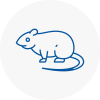Rat Control Taunton