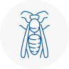 Taunton Wasp Nest Removal